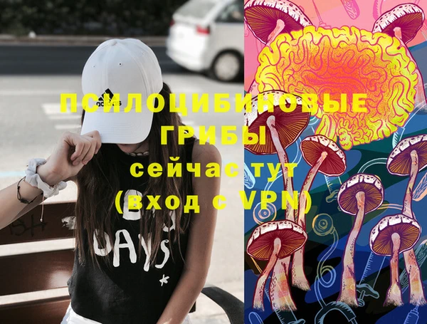 индика Новозыбков