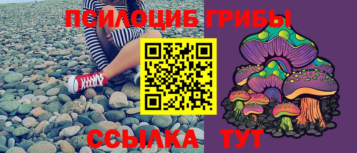 Псилоцибиновые грибы Psilocybe Краснокаменск